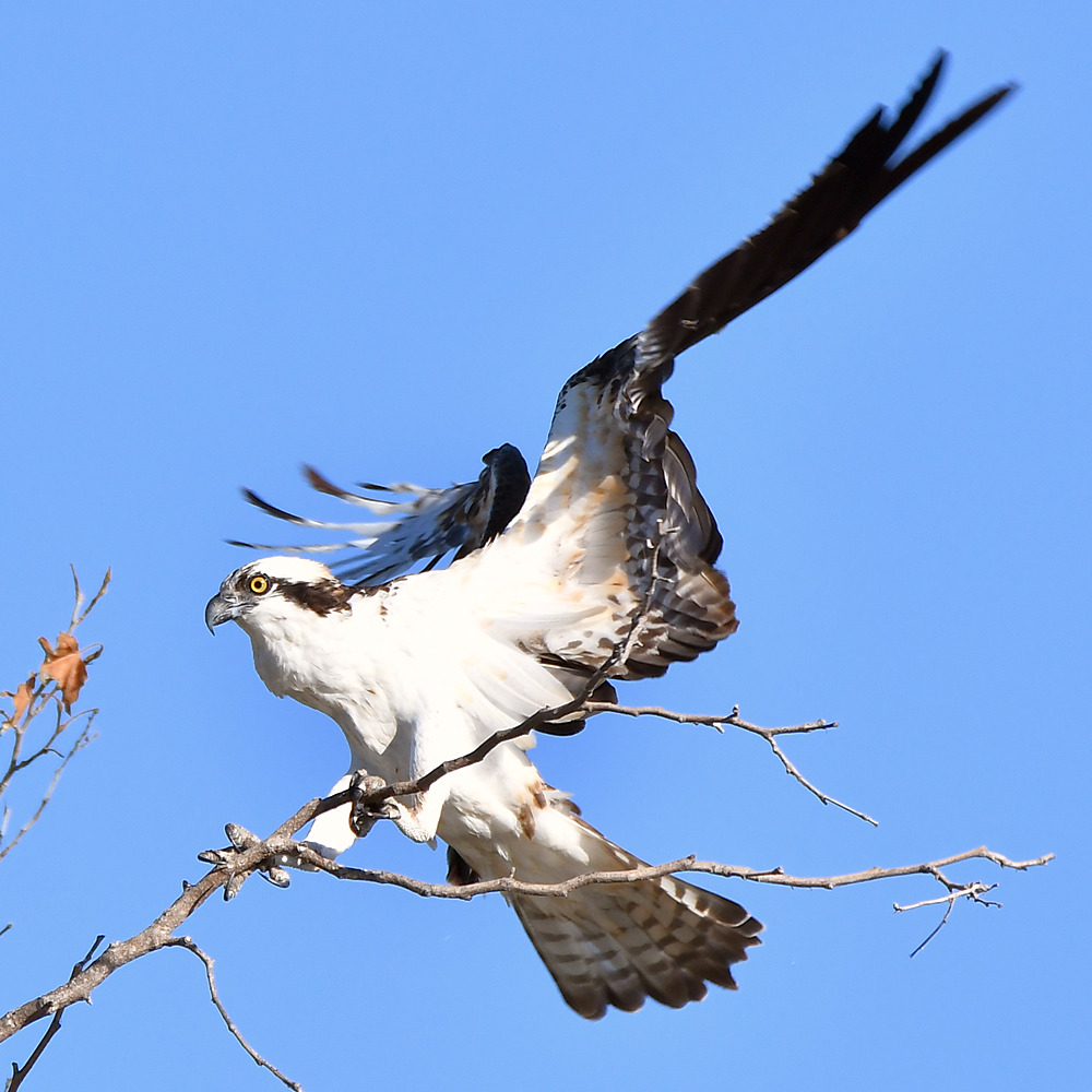 Osprey17.jpg
