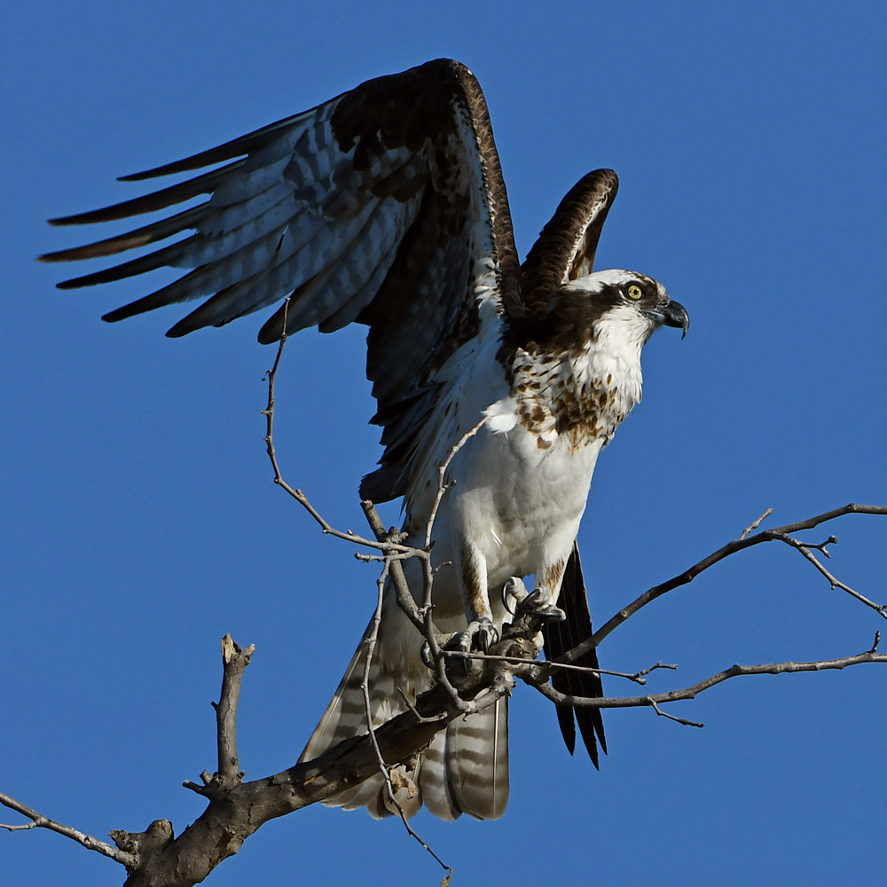 Osprey17.jpg
