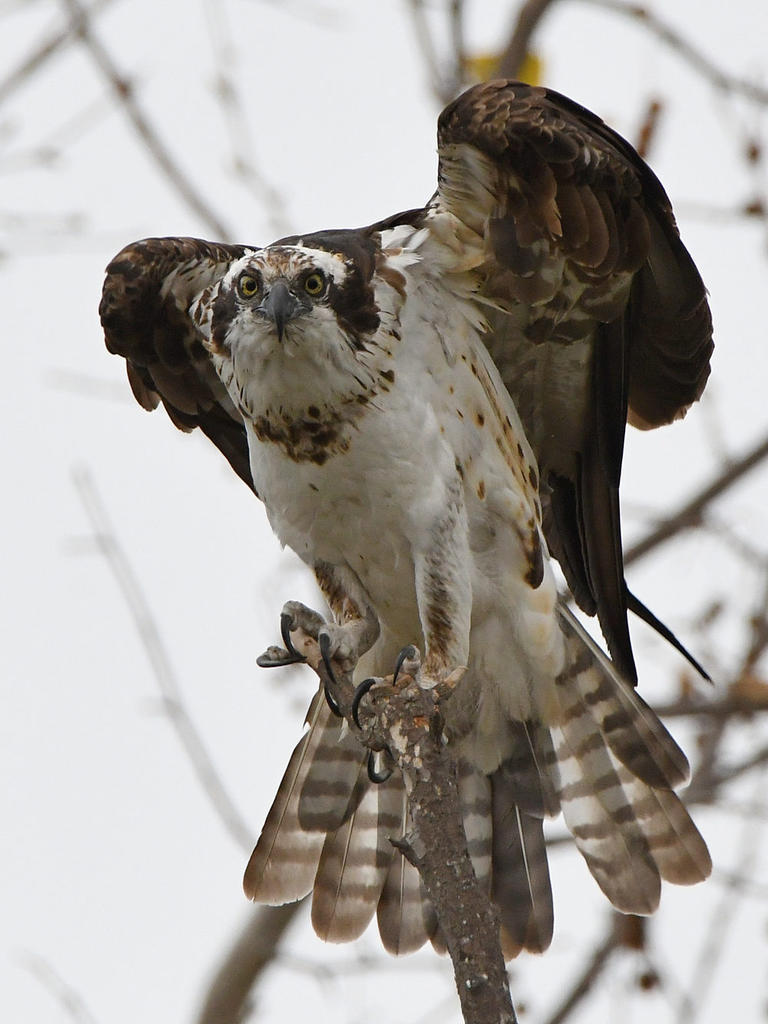 Osprey17.jpg