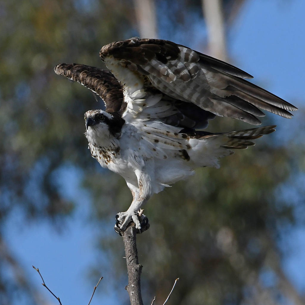 Osprey17.jpg