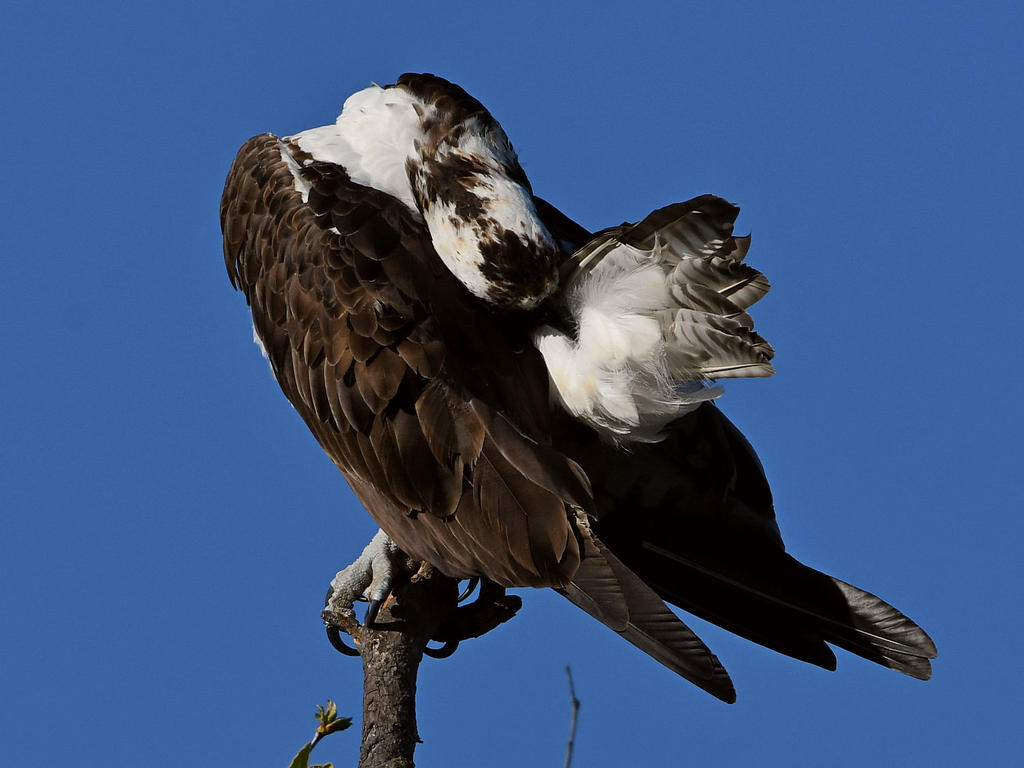 Osprey17.jpg
