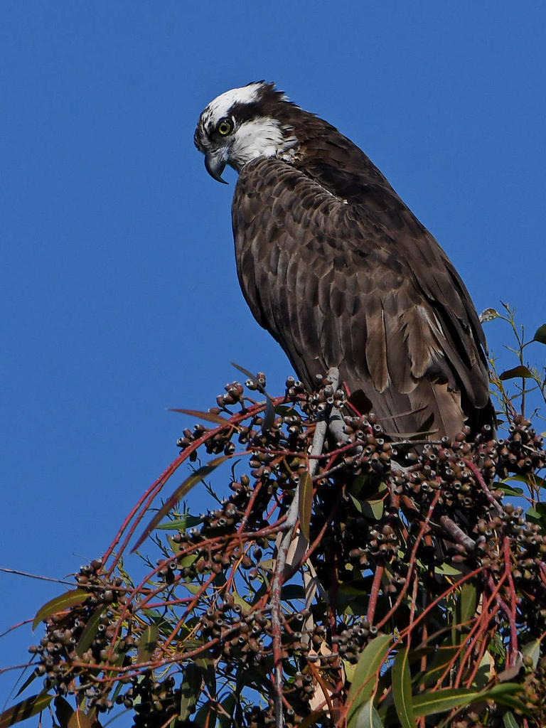 Osprey17.jpg