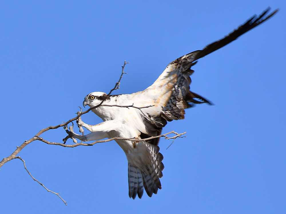Osprey18.jpg