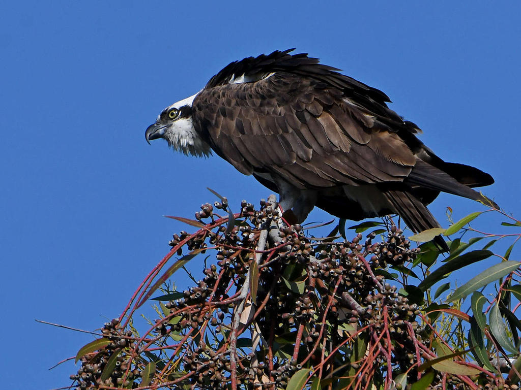 Osprey18.jpg