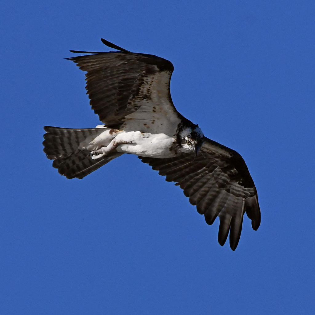 Osprey18.jpg