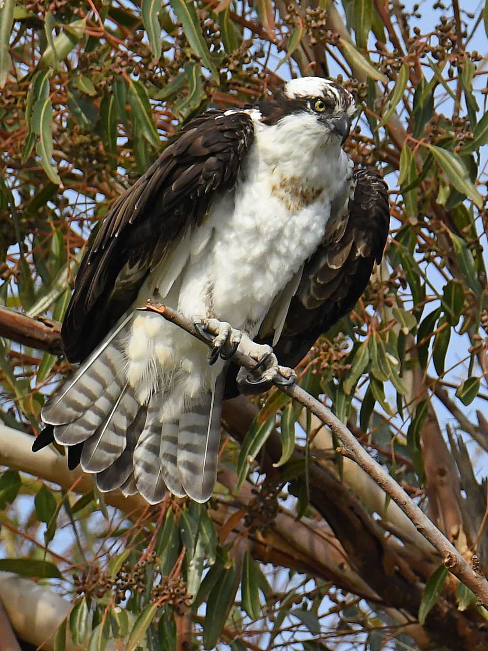 Osprey18.jpg