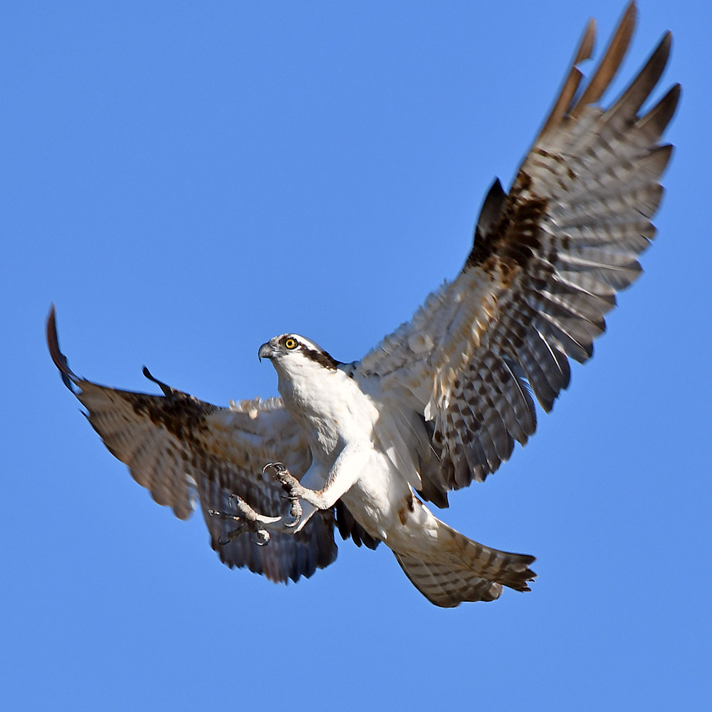 Osprey19.jpg