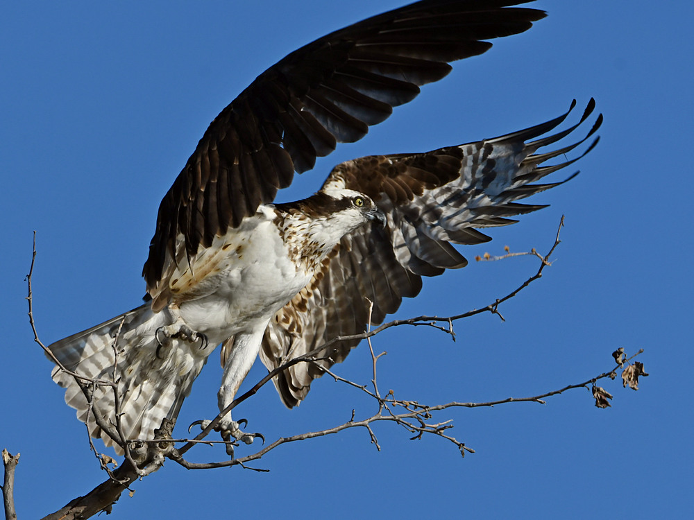 Osprey19.jpg