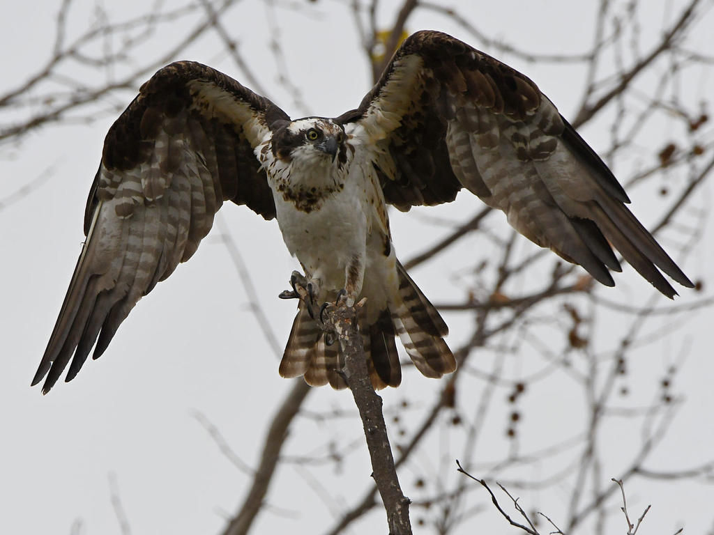 Osprey19.jpg