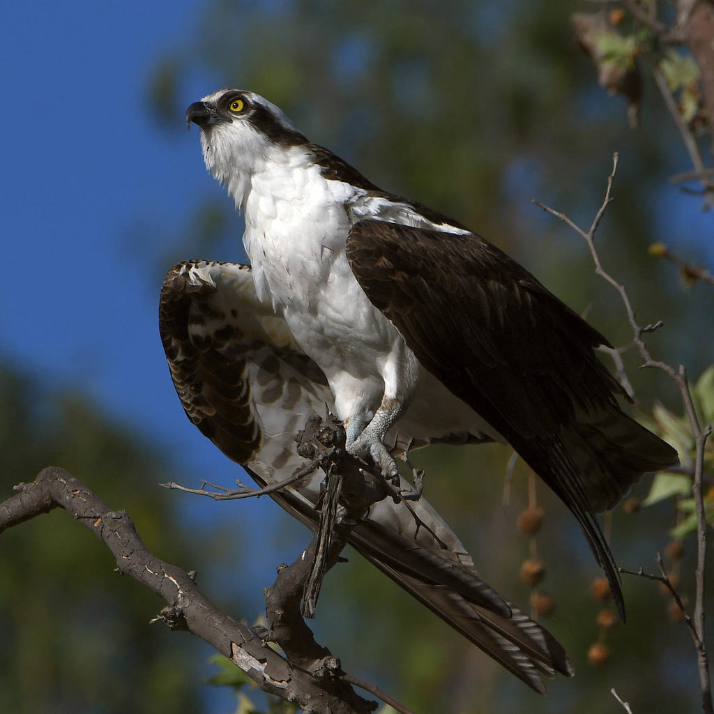 Osprey19.jpg