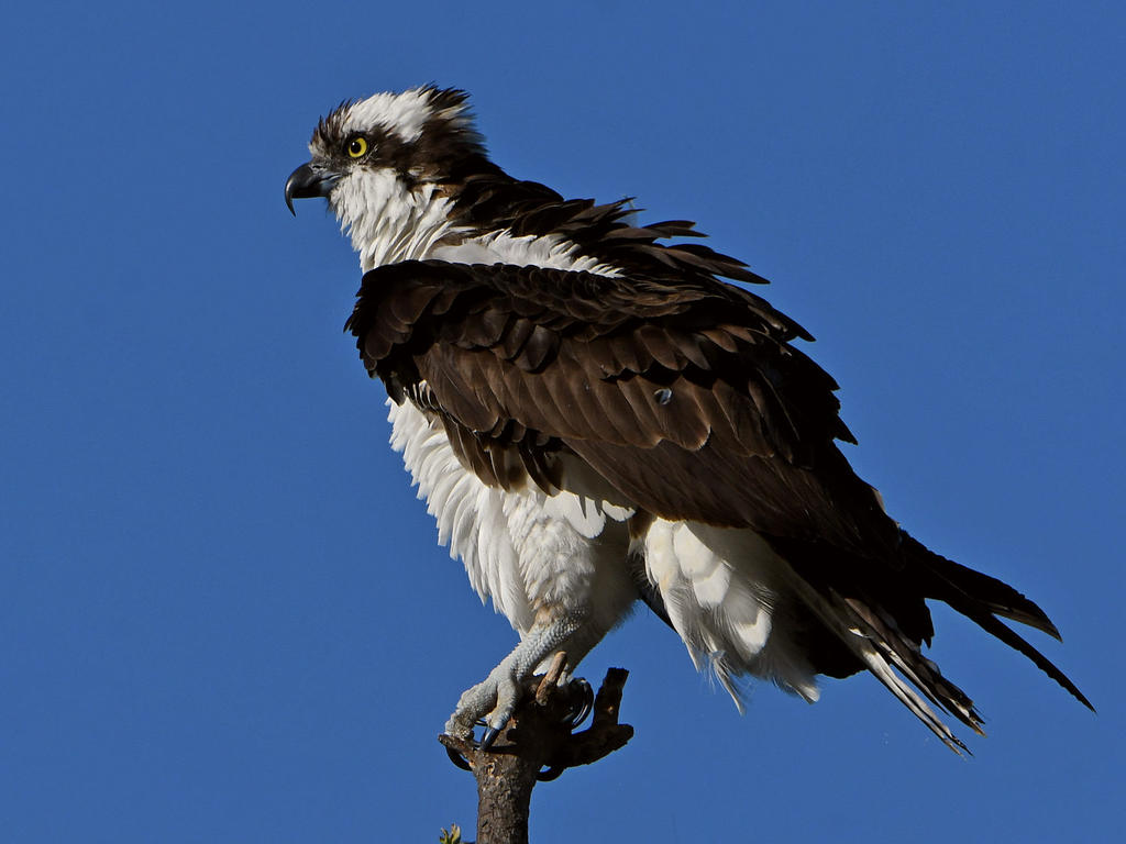 Osprey19.jpg