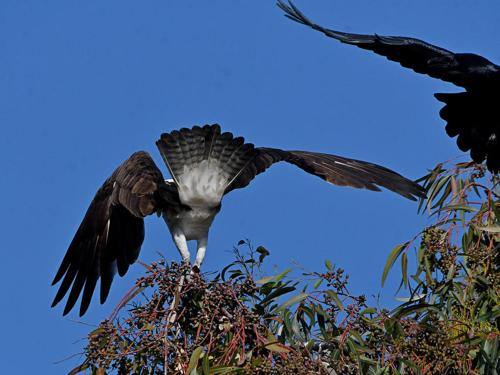 Osprey19.jpg