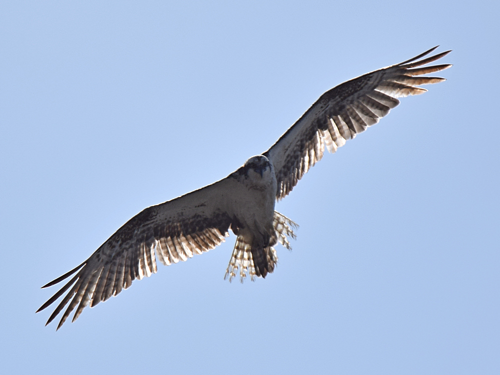 Osprey2.jpg