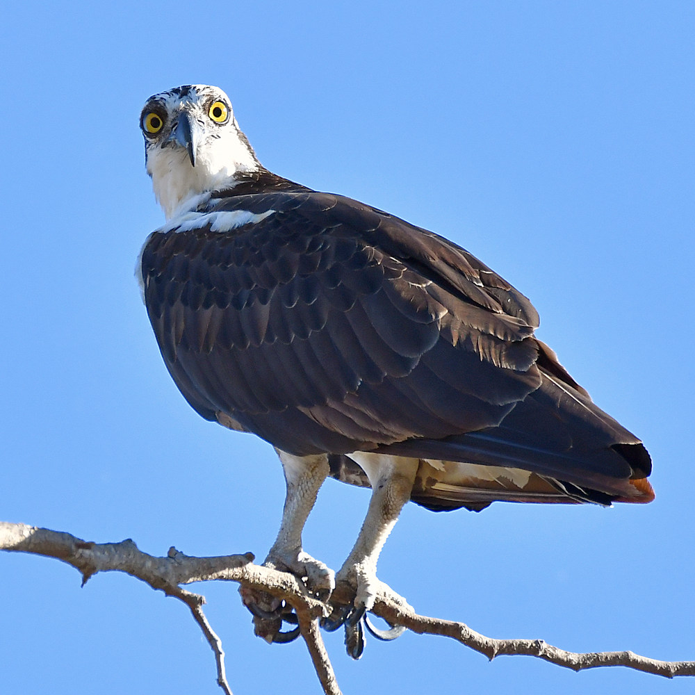 Osprey2.jpg