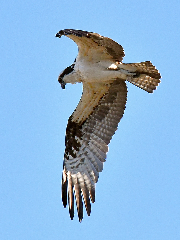 Osprey2.jpg