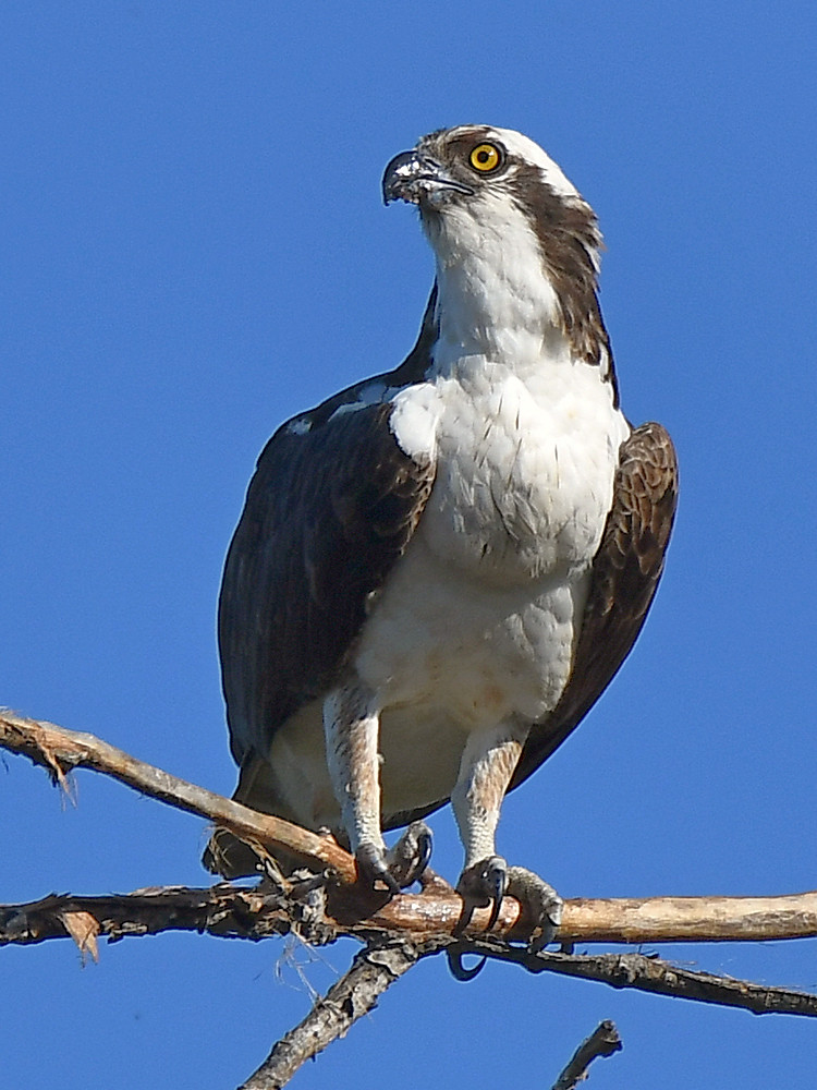 Osprey2.jpg