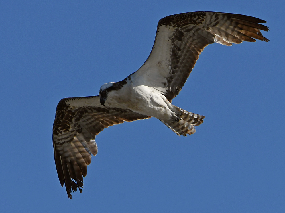 Osprey2.jpg