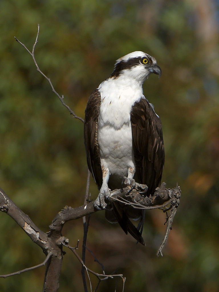 Osprey2.jpg