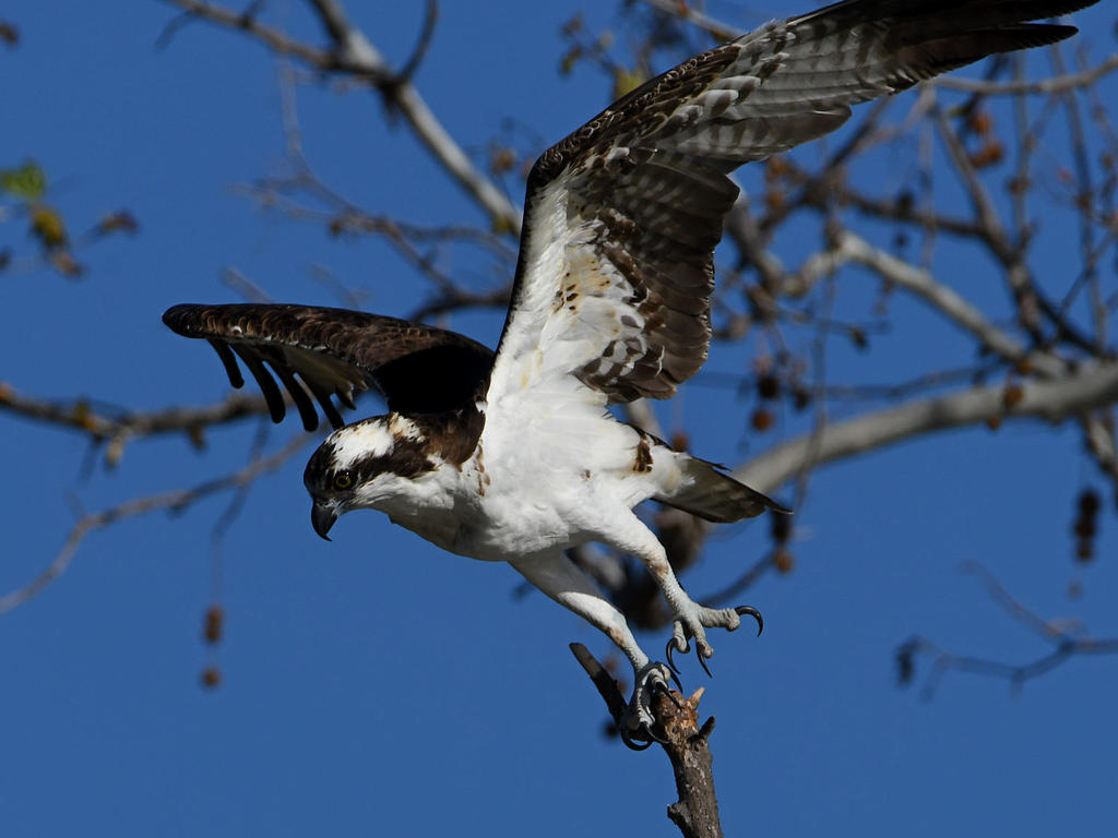 Osprey2.jpg