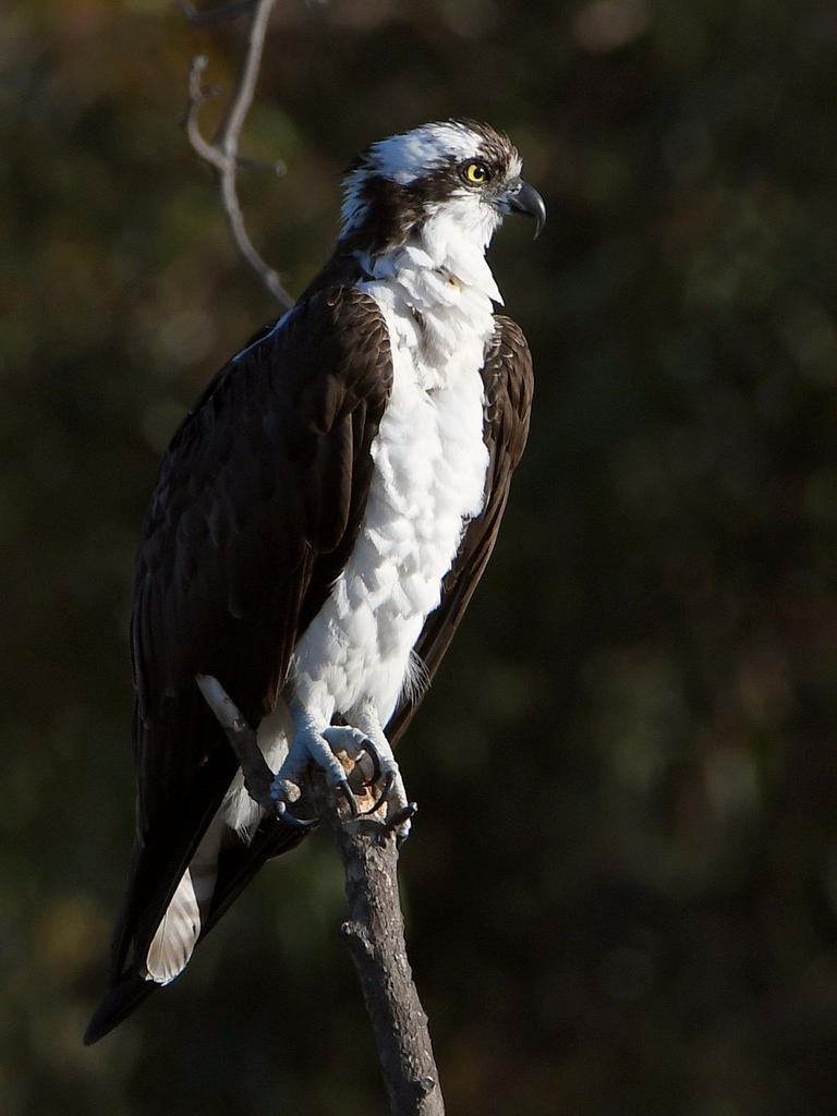 Osprey2.jpg
