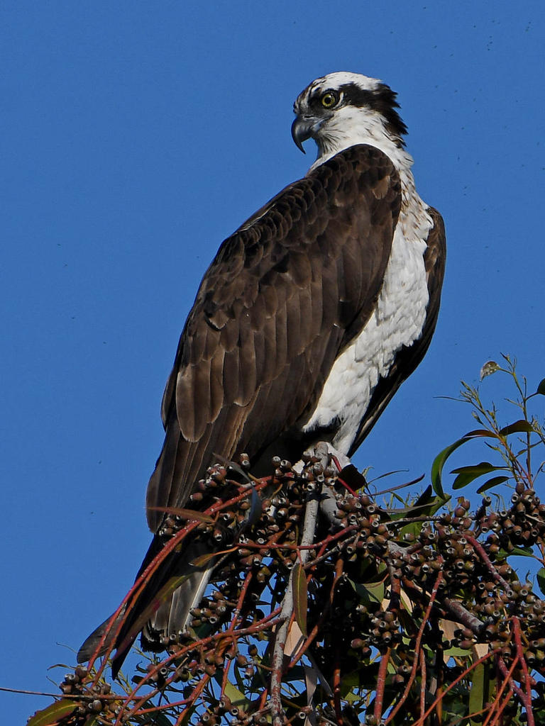 Osprey2.jpg