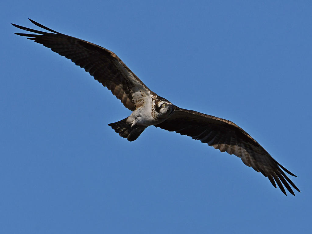 Osprey2.jpg