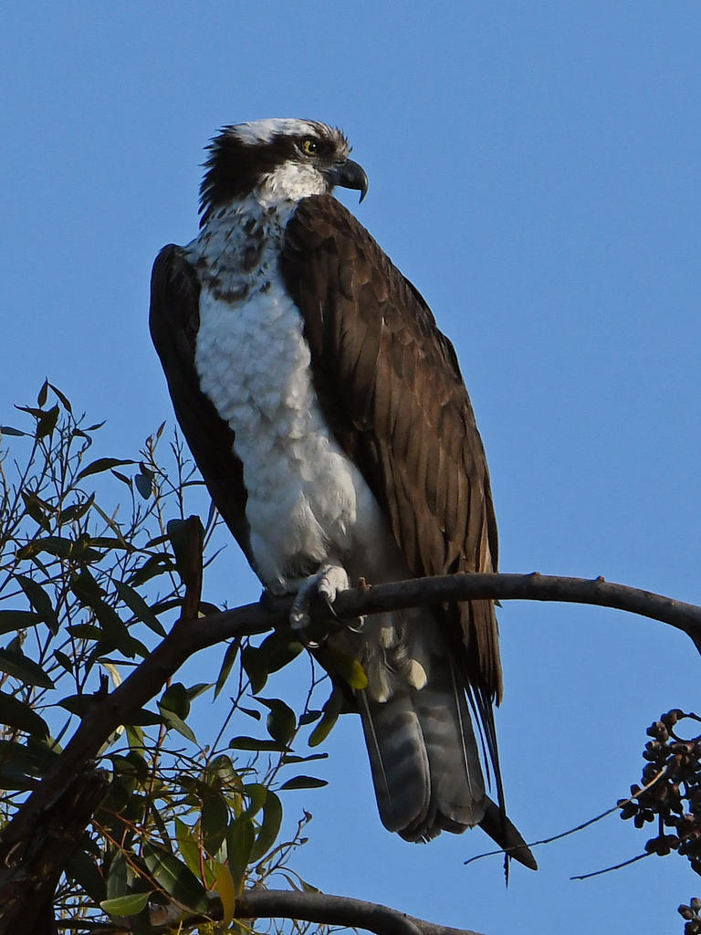Osprey2.jpg