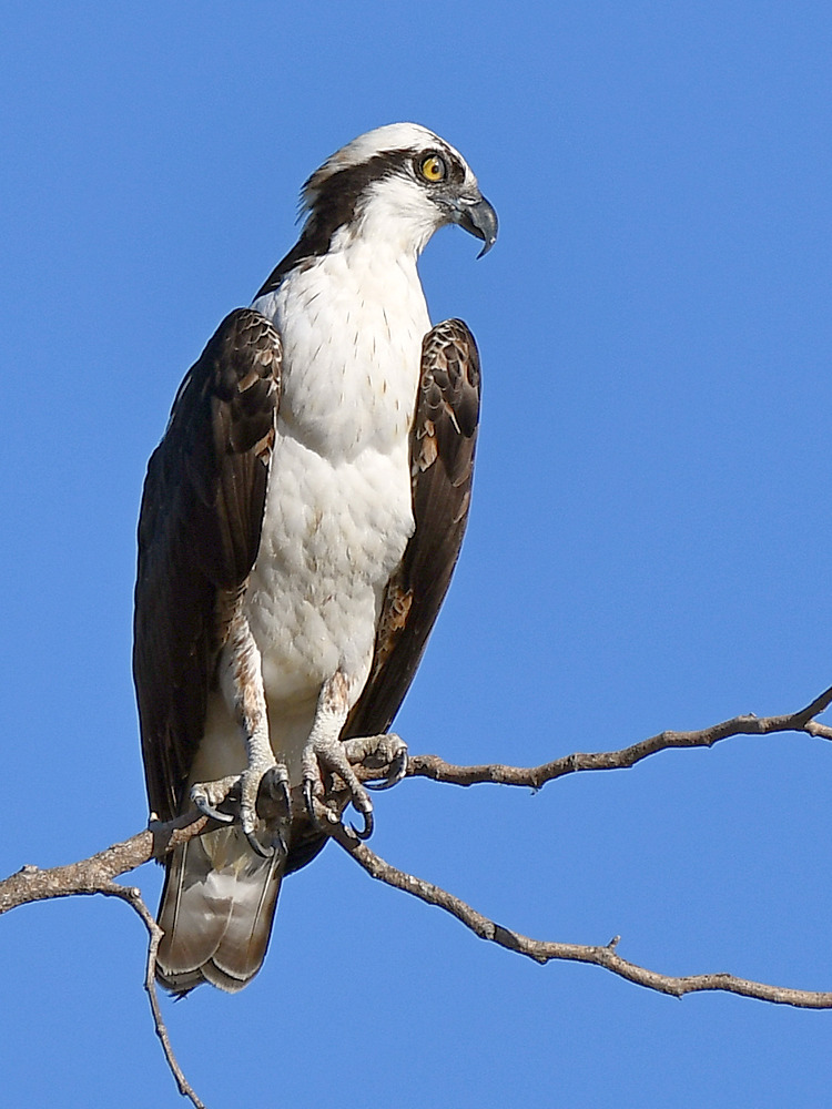 Osprey20.jpg