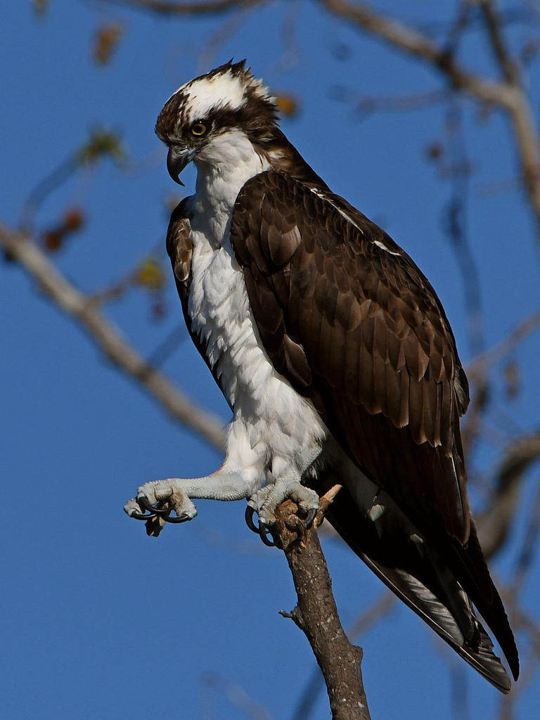 Osprey20.jpg