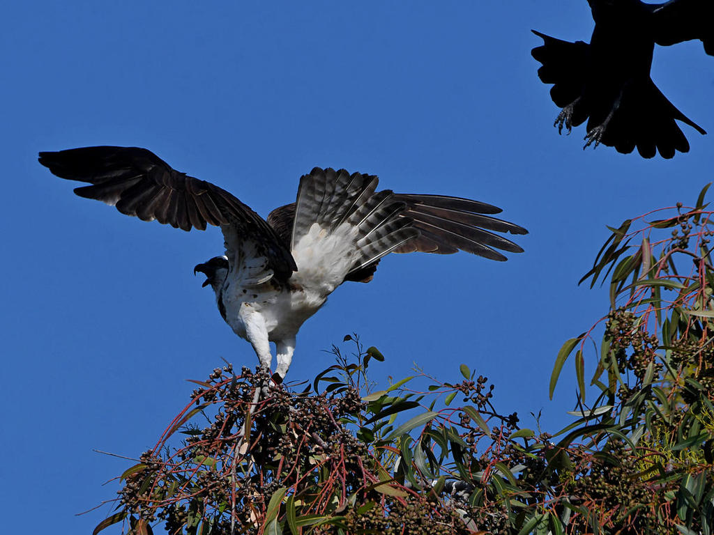 Osprey20.jpg