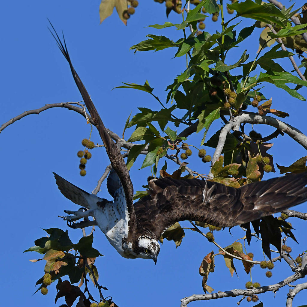 Osprey20.jpg