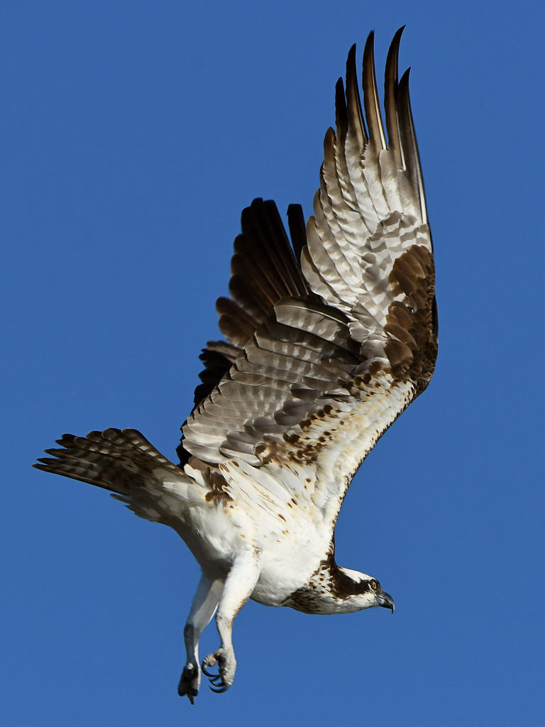 Osprey21.jpg