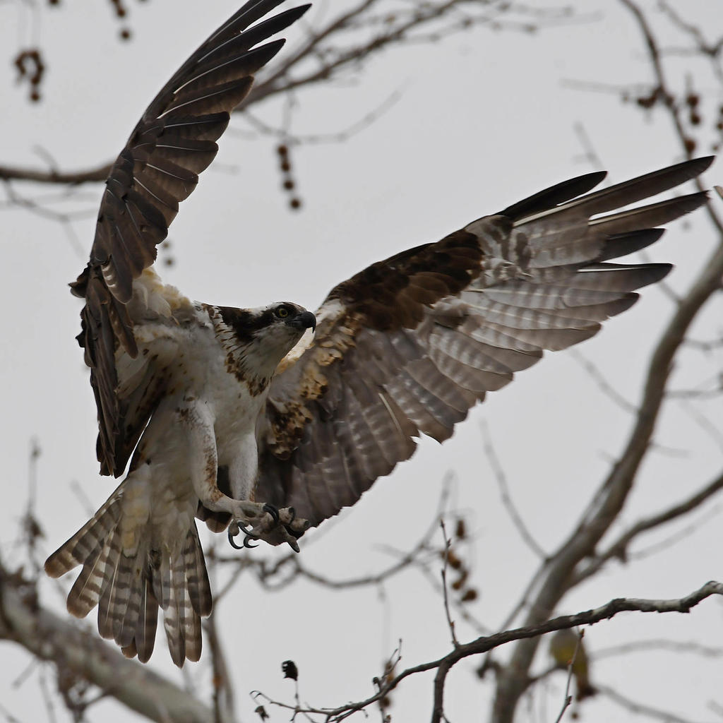 Osprey21.jpg
