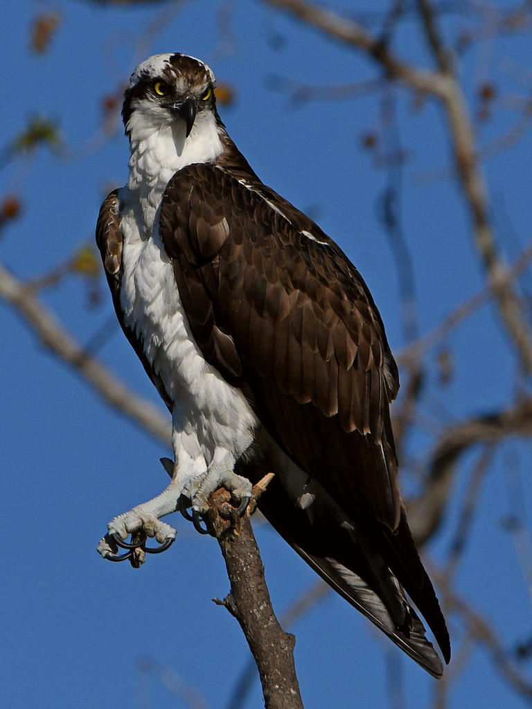 Osprey21.jpg