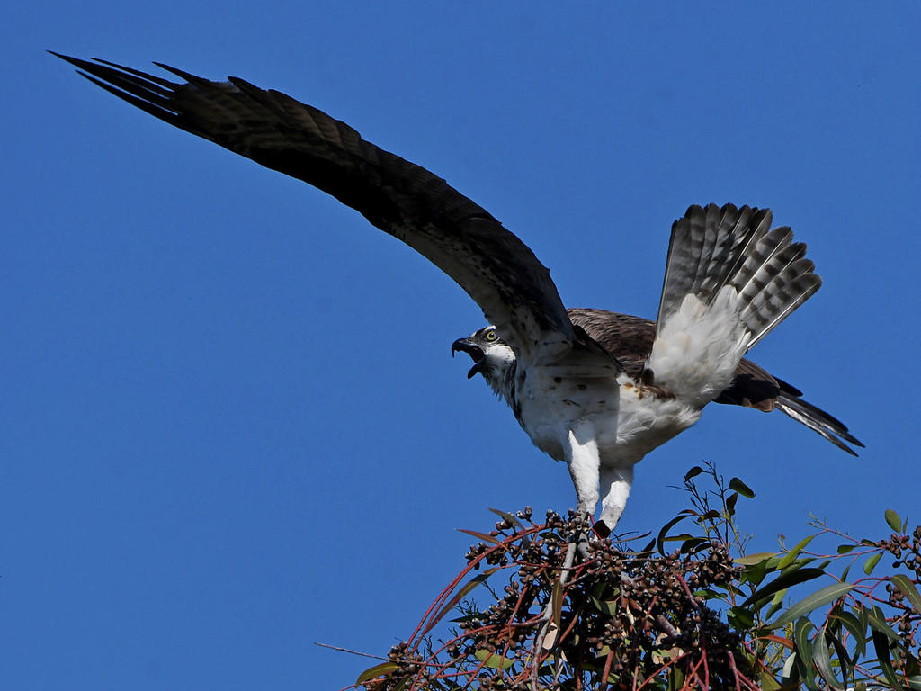 Osprey21.jpg