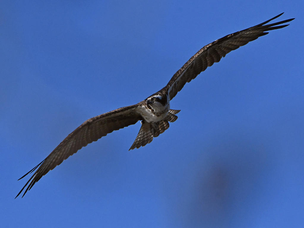 Osprey21.jpg