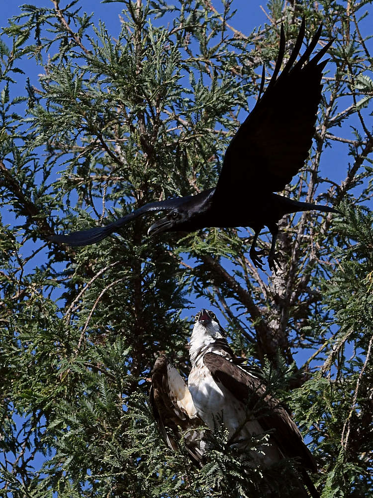 Osprey22.jpg