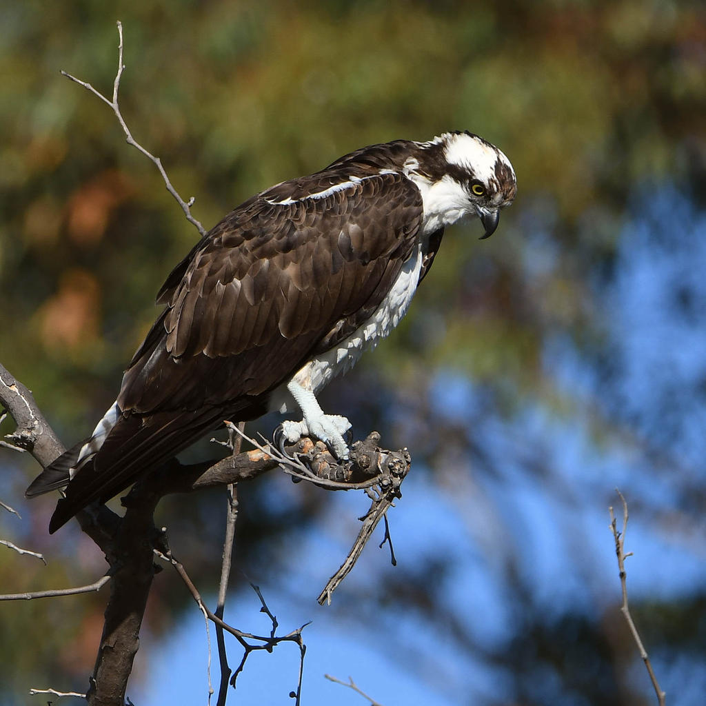Osprey22.jpg