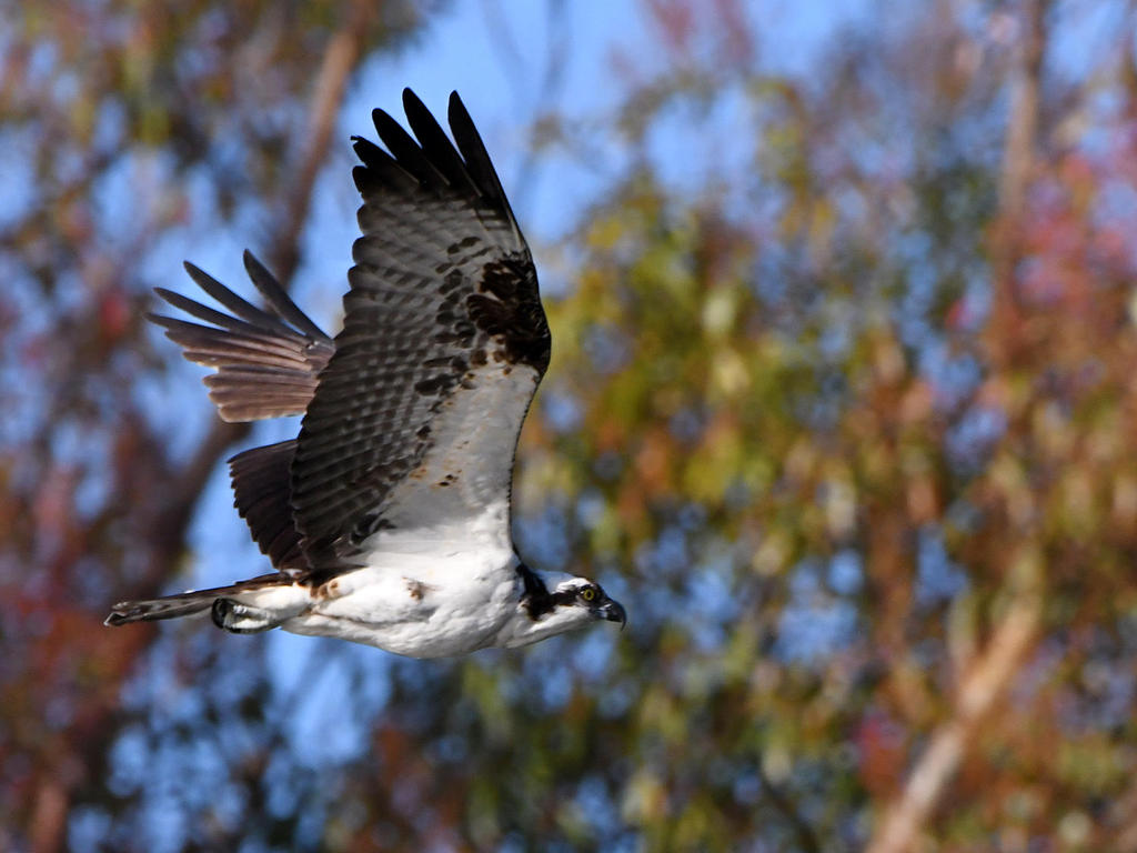 Osprey22.jpg