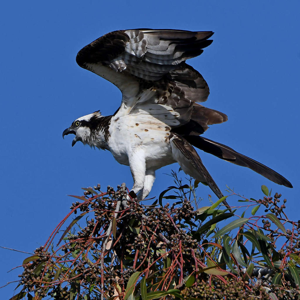 Osprey22.jpg