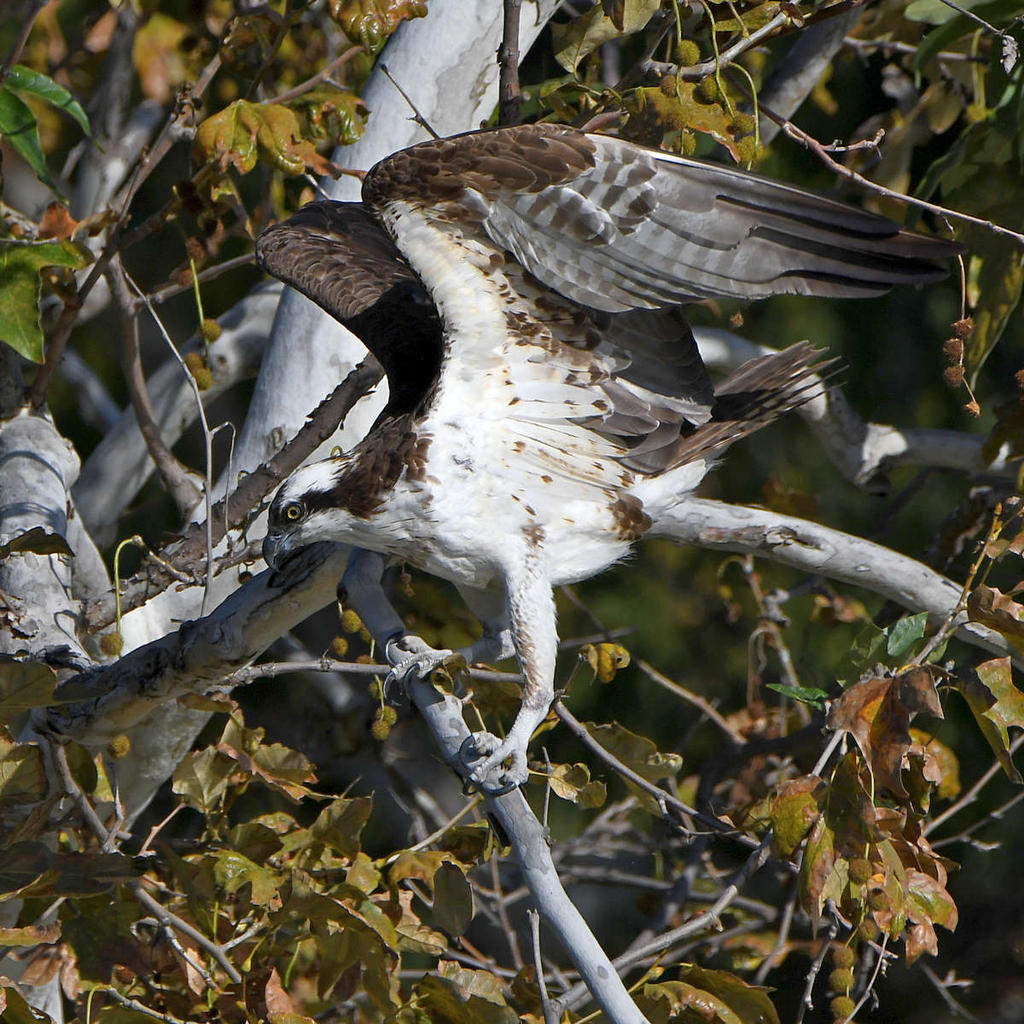 Osprey22.jpg