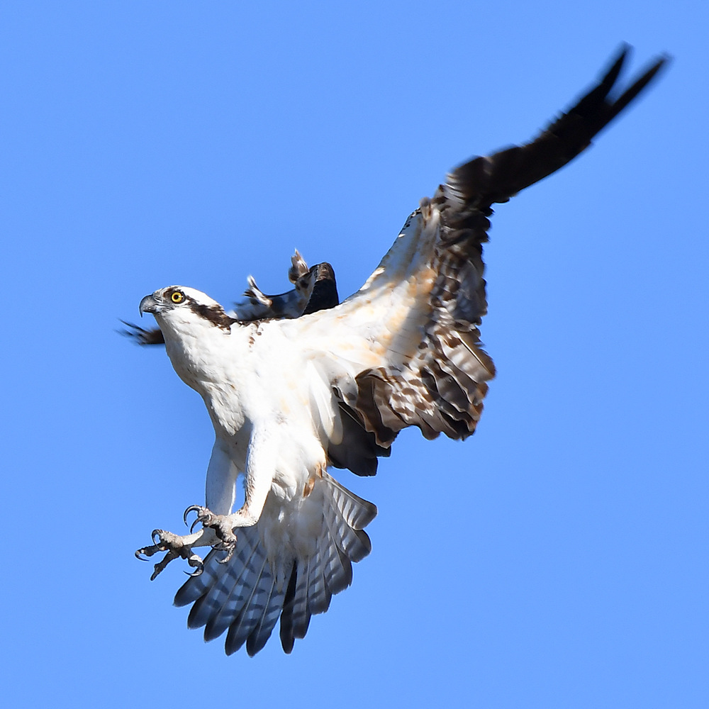 Osprey24.jpg