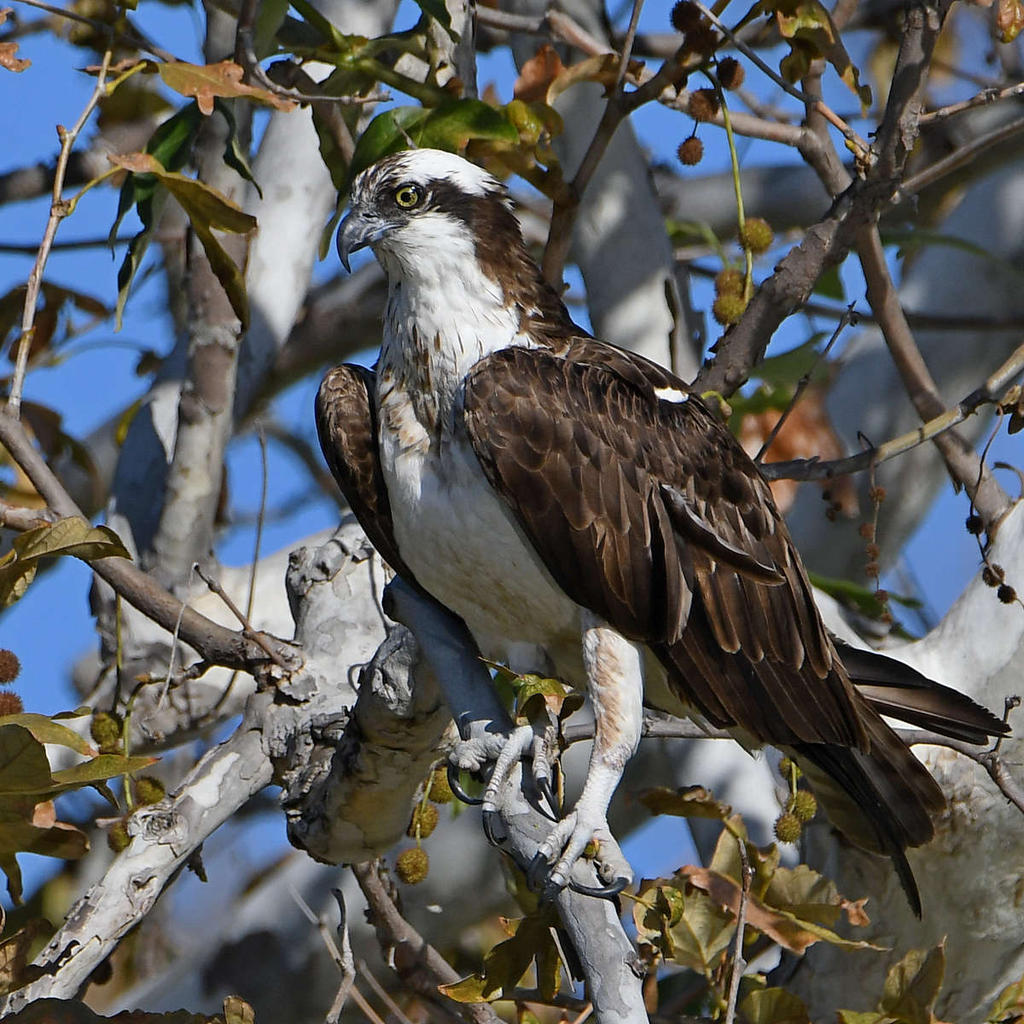 Osprey24.jpg