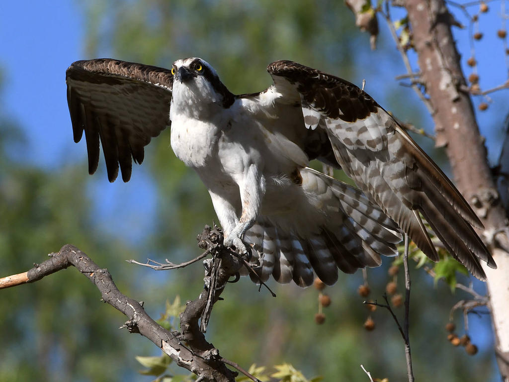 Osprey25.jpg