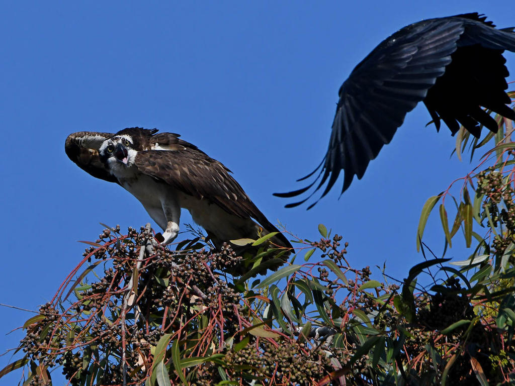 Osprey25.jpg