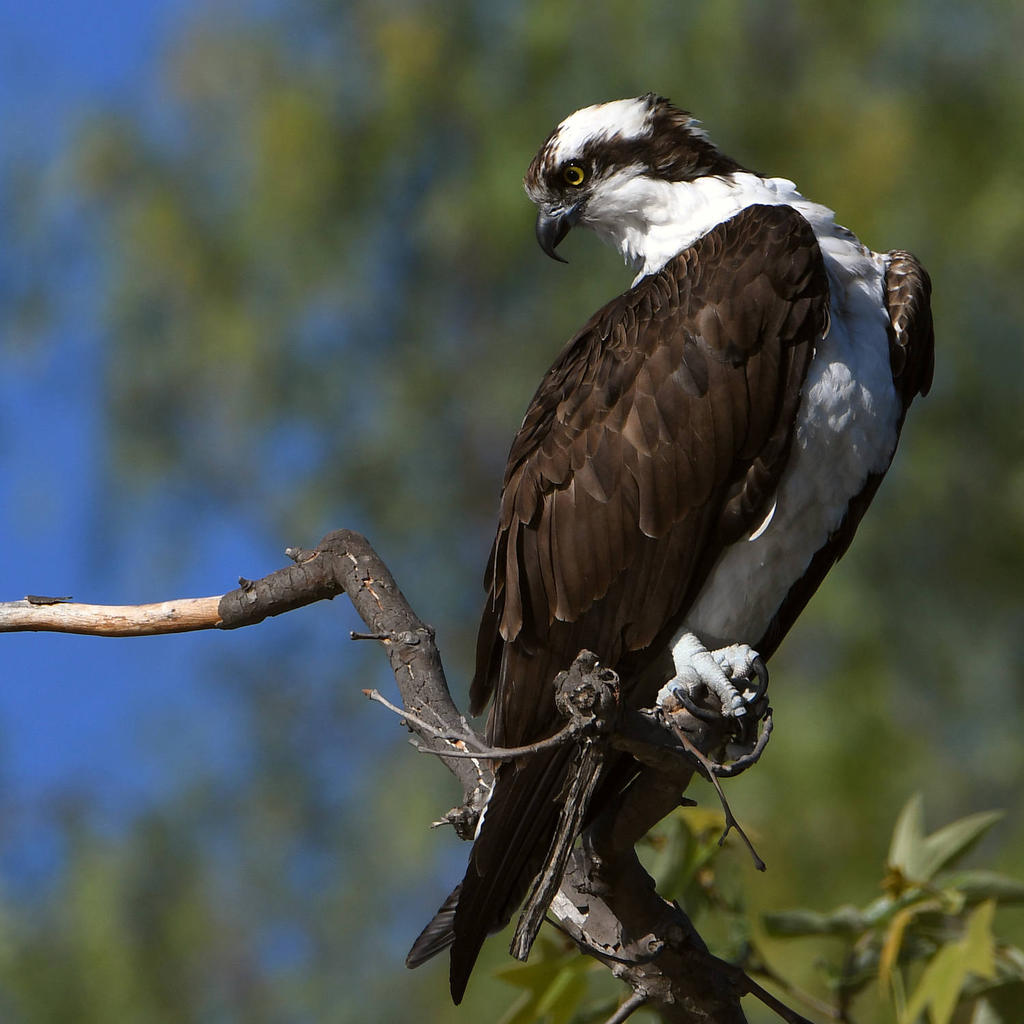 Osprey26.jpg