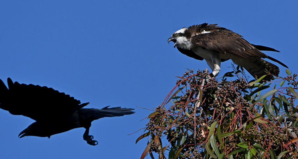 Osprey26.jpg