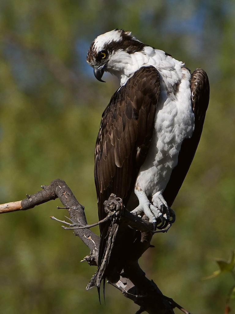Osprey27.jpg