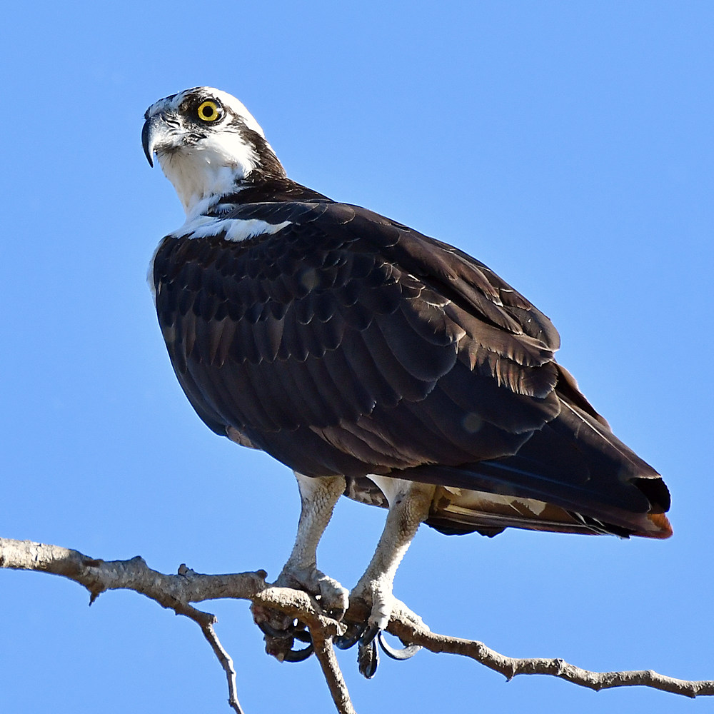 Osprey3.jpg