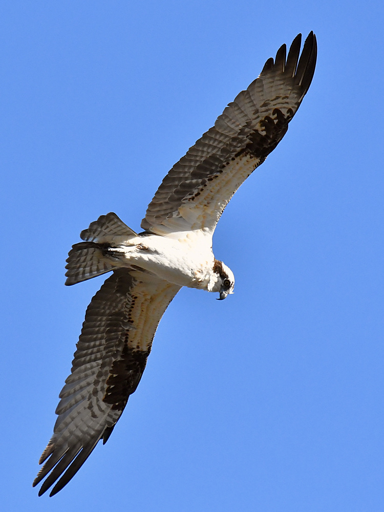 Osprey3.jpg